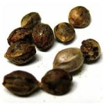 Семена марихуаны АК-47  (Seeds AK-47) в Тюмени